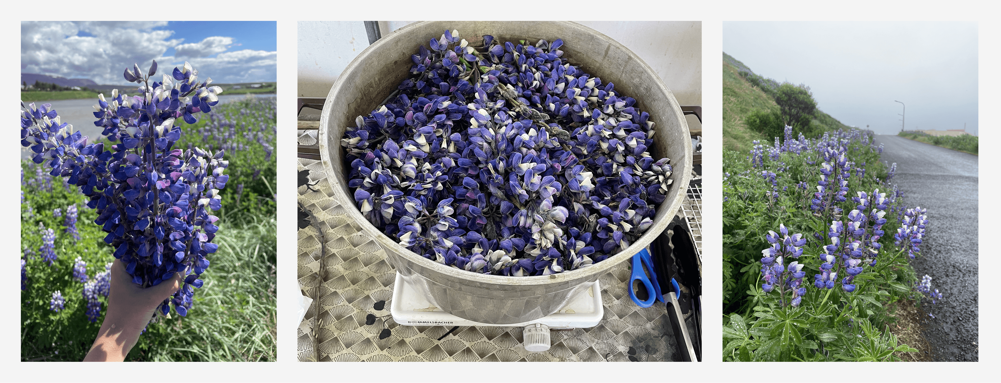 Process of dying fiber with Lupines